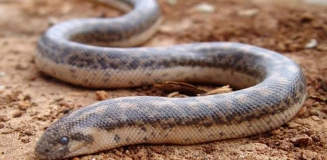 Αυτό το φίδι το… χρησιμοποιούσαν οι αρχαίοι Έλληνες για να εξοντώσουν τους εχθρούς τους!